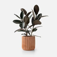 a potted plant with leaves in it on a white background, there is no image here to provide a caption for