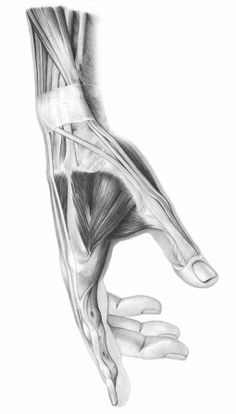 a drawing of the muscles and tendus