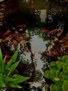 a pond filled with lots of fish next to lush green plants