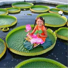 Victoria Amazonica, Lotus Flower Wallpaper, Lily Seeds, Planting For Kids, Hydroponic Farming, Hydroponics Diy, Lily Lotus, Hydroponic Growing, Hydroponic Plants