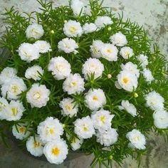 white flowers are in a pot on the ground