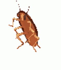 a brown bug on a white background