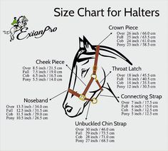 Horse equine charts facts education halter sizing information Halter Horse, Horse Halter, Leather Halter, Bridles, Solomon Islands, Congo Kinshasa, British Indian Ocean Territory, Stitching Leather, Horse Tack