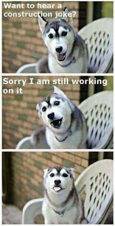 a husky dog sitting on top of a white chair