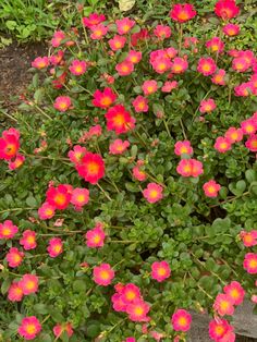 pink flowers blooming in the middle of a garden