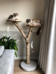 two cats sitting on top of cat trees in a living room next to a couch