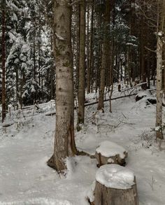 a snow covered forest filled with lots of trees next to a bench and tree stump