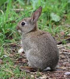 a small rabbit sitting in the grass