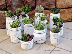 there are many potted plants in the same size as each other on the ground