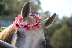 a white horse with pink flowers on its head looking at the camera while wearing a flower crown