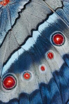 the underside of a butterfly with red eyes