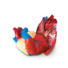 PRICES MAY VARY. Introduce children to the study of human biology with this fascinating cross section heart model Realistic labeled model helps children learn vocabulary, identify biological structure and learn basics of scientific inquiry 2-piece heart has labeled parts on one side and letters on the other for assessment Set includes activity guide with facts on function, heart health and more Ideal for ages 7+ Brain Models, Heart Model, Stem Classroom, Human Heart, Cross Section, Human Brain, Test Preparation, Teaching Science, Classroom Activities