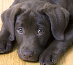 a brown puppy laying on top of a wooden floor