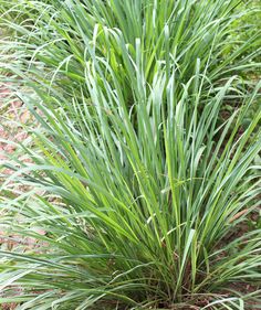 some very pretty green plants in the grass