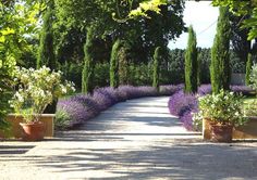 a pathway lined with potted trees and lavender plants in the foreground is a gravel path