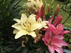 some pink and yellow lilies are in a pot on the ground next to green plants