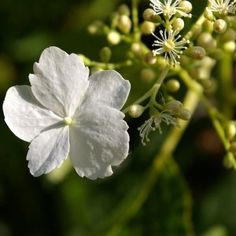 a white flower with green leaves in the background