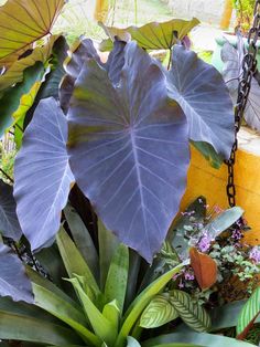 large purple leaves are growing in the planter next to some other plants and flowers