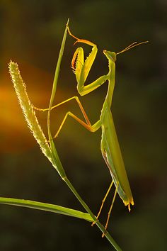 a close up of a praying mantissa on a plant with sunlight in the background