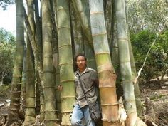 a man standing between two tall bamboo trees