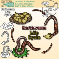 the earthworm life cycle is shown in this graphic art file, which includes an image of