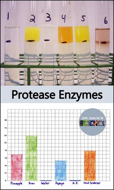 the cover of an article about protease enzymes, with images of different colored liquids