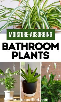 Collage of air purifying and moisture absorbing bathroom plants for high-humidity. Bathroom Plants Decor, Air Purifying House Plants, Household Plants