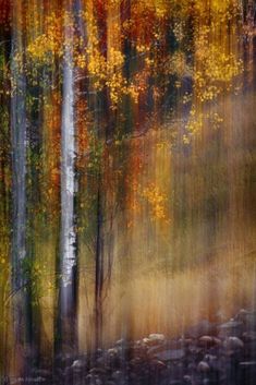 an abstract painting of trees and rocks in the woods with fall colors on it's branches