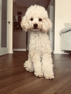 a white dog sitting on top of a hard wood floor