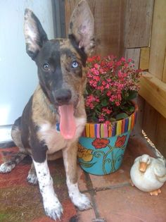 a dog is sitting next to a flower pot