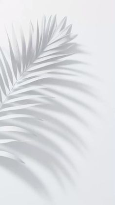 the shadow of a palm leaf on a white wall