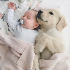 a baby laying on top of a bed next to a yellow lab puppy wearing a pacifier