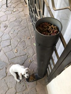 a small white dog standing next to a metal fence eating food from a bowl in it's mouth