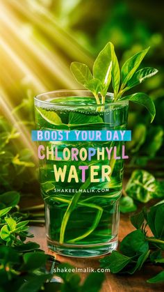 Detoxify Your Body with Chlorophyll Water Cleanse and rejuvenate! Dive into the detoxifying powers of chlorophyll water for a healthier you. Lessons For Kindergarten, Chlorophyll Water, Water Benefits, Detoxify Your Body, Water Cleanse, Distilled Water, Health Drink, Healthier You