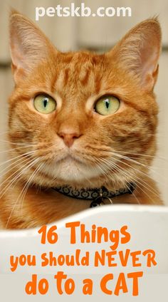 A ginger cat's face closeup with large staring eyes. Taking Care Of A Cat, Cat Owner Hacks, Kitten Cage, Animal Tips, Kitten Christmas, Cat Advice, Cats Stuff