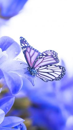 a butterfly that is sitting on some purple flowers