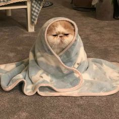 a cat wrapped up in a blanket on the floor with its eyes wide open and looking at the camera