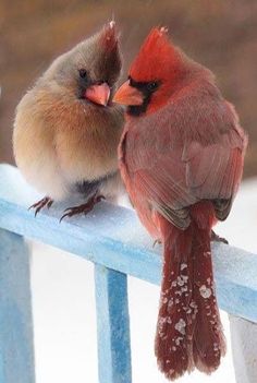 two small birds sitting on top of a blue fence next to each other in the snow