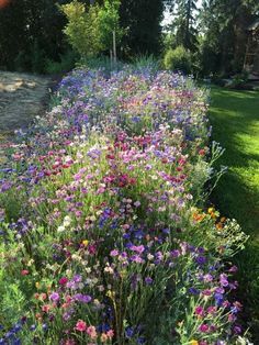 colorful flowers line the side of a road in front of some trees and grass with a house in the background