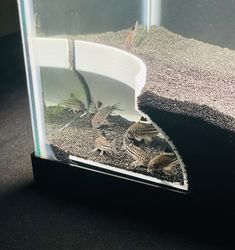 two small lizards in an aquarium with sand and gravel