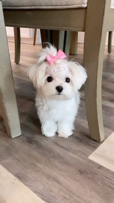 a small white dog with a pink bow on it's head standing under a table