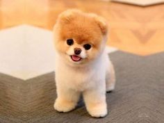 a small brown and white dog sitting on top of a rug