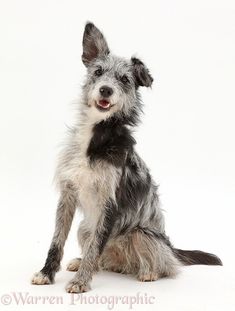 a gray and black dog sitting on top of a white floor