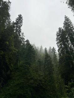 trees in the forest on a foggy day