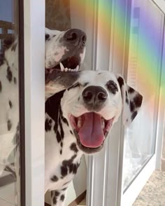 two dalmatian dogs look out the window at each other while one looks up