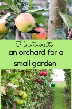 an orchard for a small garden with apples growing on the trees and text overlay how to create an orchard for a small garden