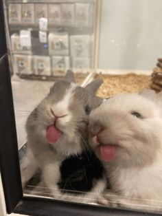 two rabbits are sitting in front of a mirror and one is sticking its tongue out