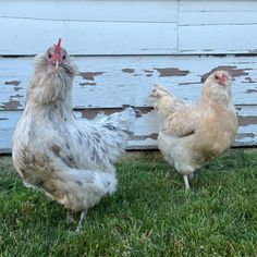 two chickens standing next to each other in the grass near a building with peeling paint on it