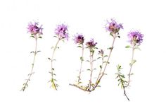 four purple flowers with green stems and leaves on a white background stock photo - image