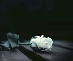 a single white rose sitting on top of a wooden table